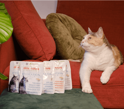 hydrationhelp-brodo-gatto